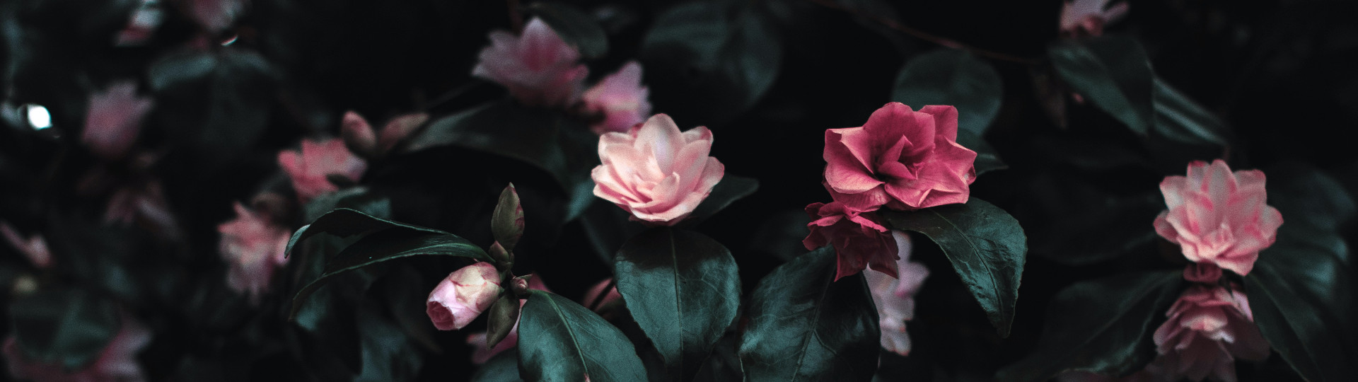 cover-image